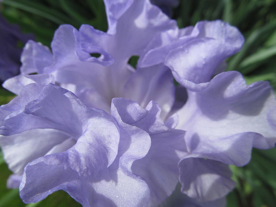 Blue Iris #2 Photograph by Alfred Ng