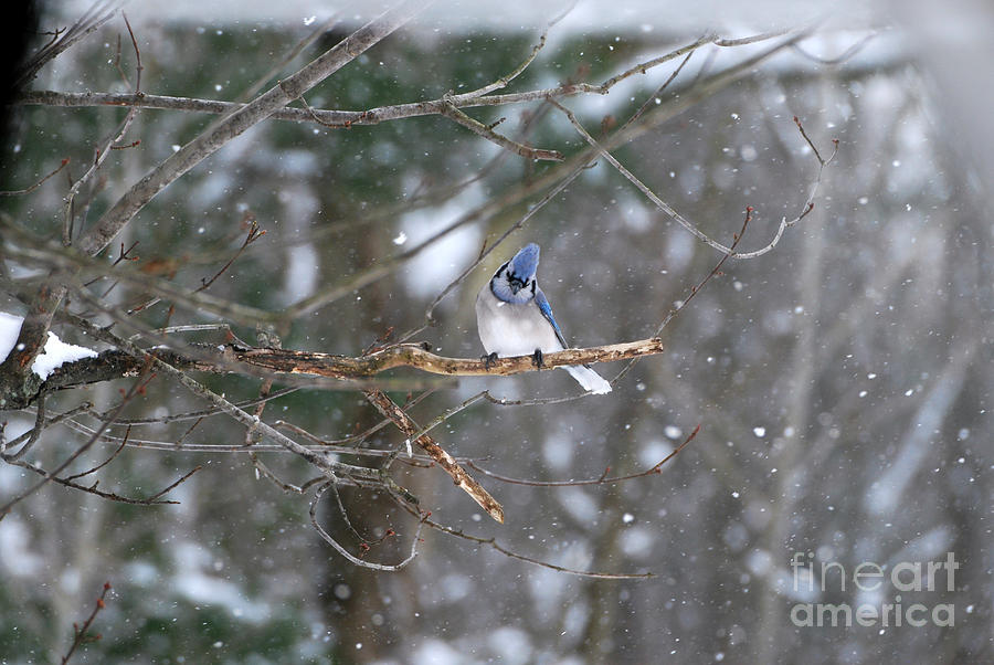 Blue Jay #2 Photograph by Lila Fisher-Wenzel