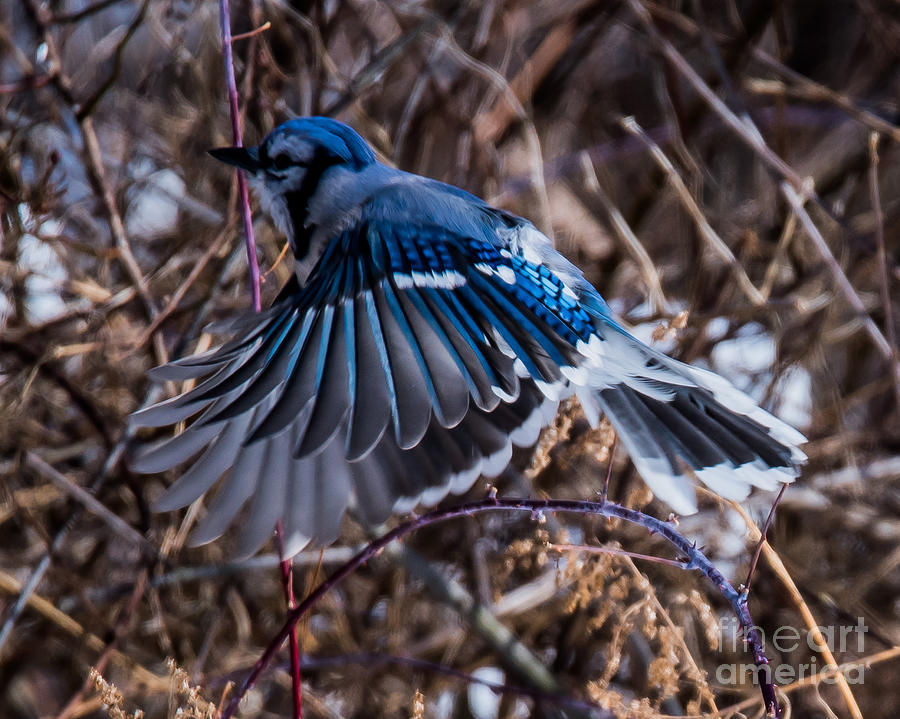Blue Jay #2 Photograph by Ronald Grogan