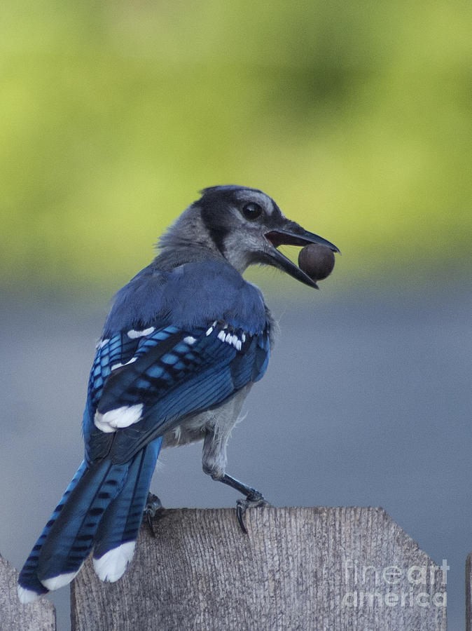 Blue jay with Acorn Photograph by D Wallace