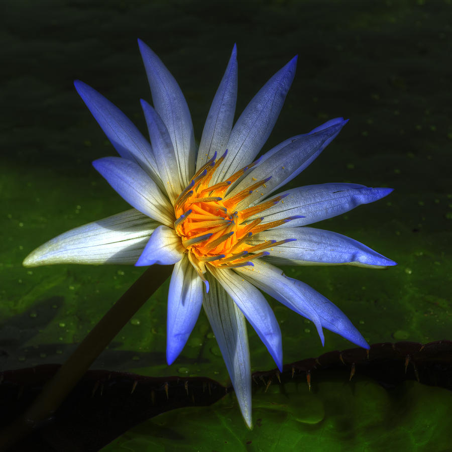 Lily Photograph - Blue Lotus #2 by Wayne Sherriff