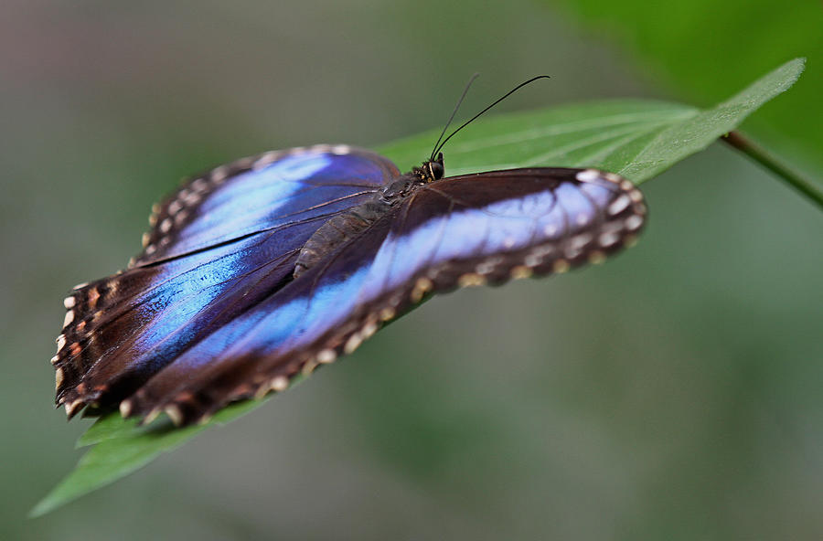 Blue Morpho Butterfly #1 Photograph by Juergen Roth