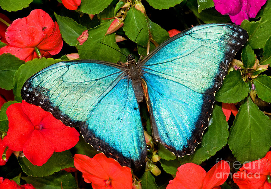 Blue Morpho Butterfly #2 Photograph by Millard H. Sharp