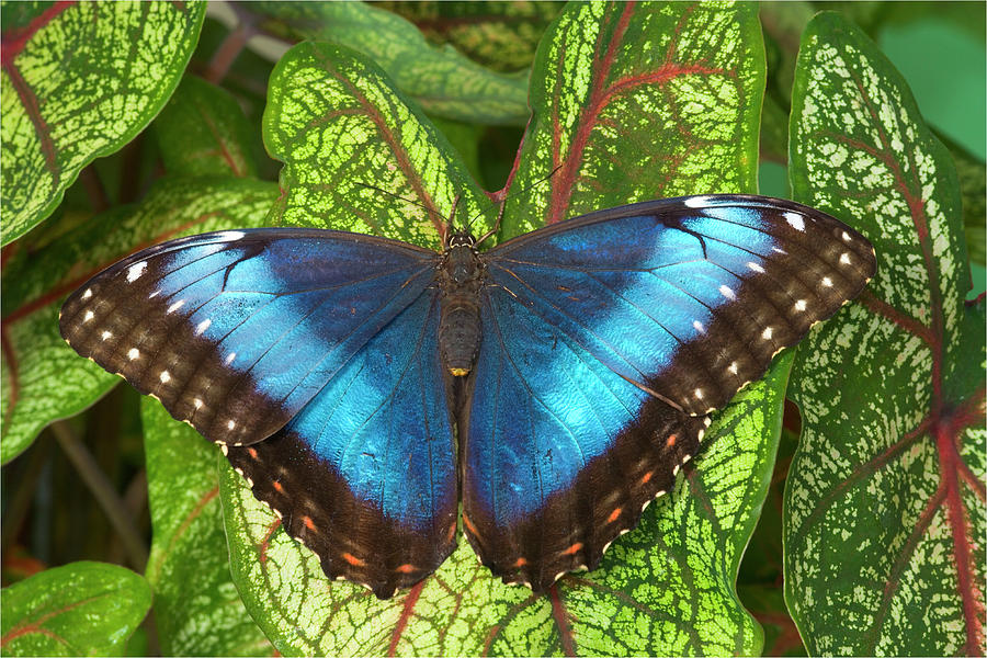 Butterfly Photograph - Blue Morpho Butterfly, Morpho #2 by Darrell Gulin