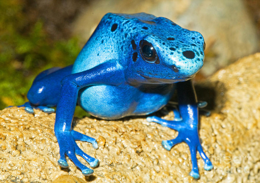 Blue Poison Dart Frog #2 Photograph by Millard H. Sharp - Fine Art America