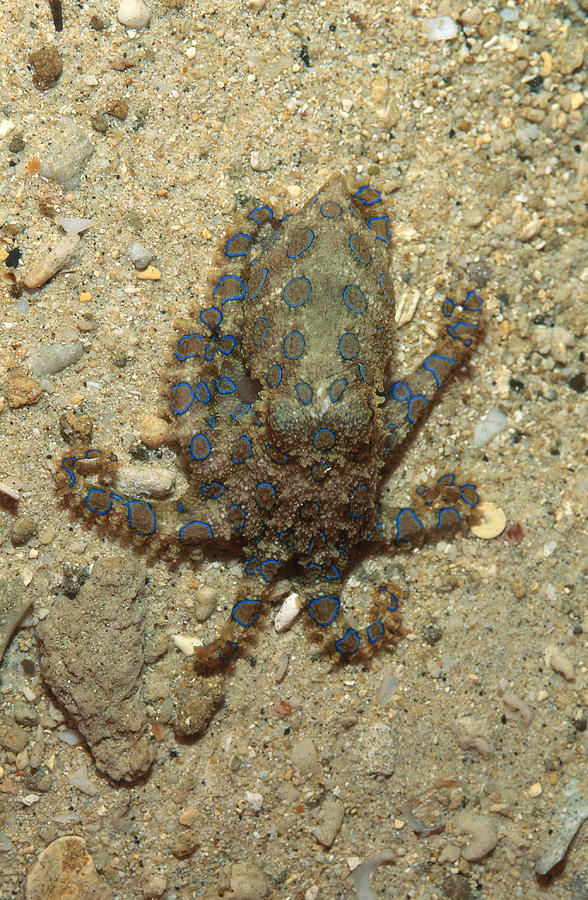 Blue-ringed Octopus #2 Photograph by Newman & Flowers