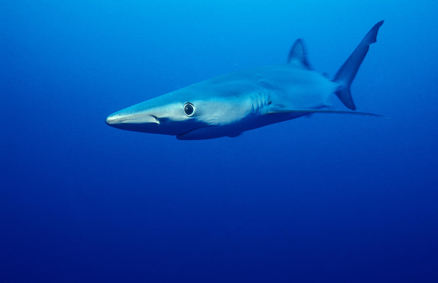Blue Shark #2 Photograph by Greg Ochocki