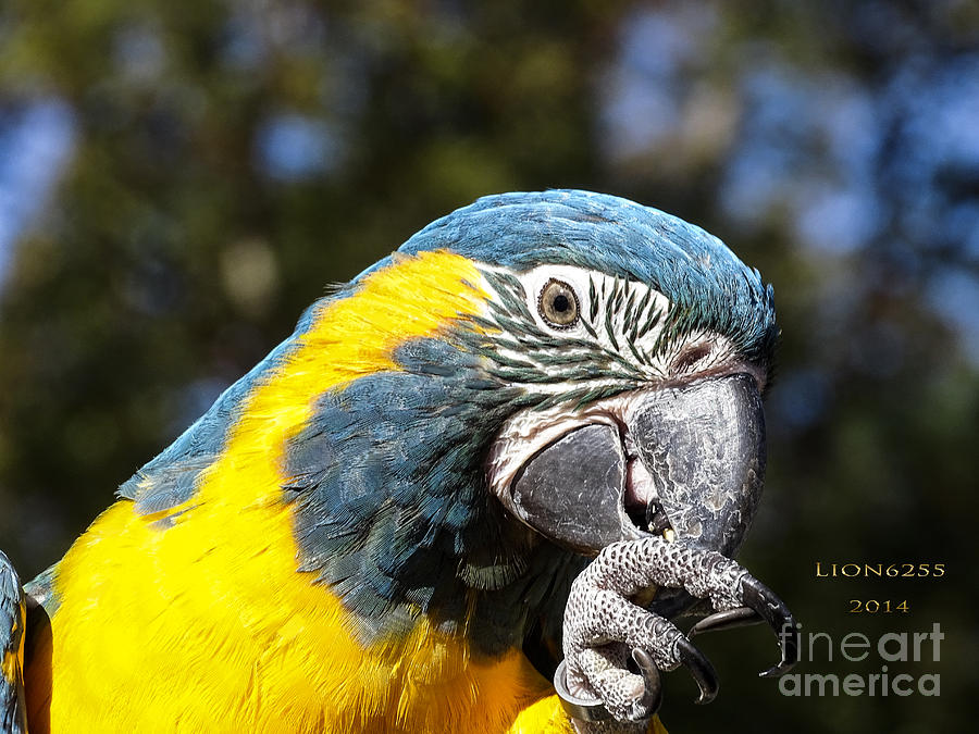 Blue Throat Macaw #3 Photograph by Melissa Messick