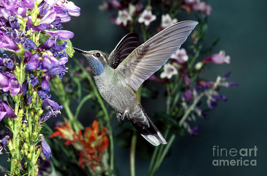 Blue-throated Hummingbird #2 Photograph by Anthony Mercieca