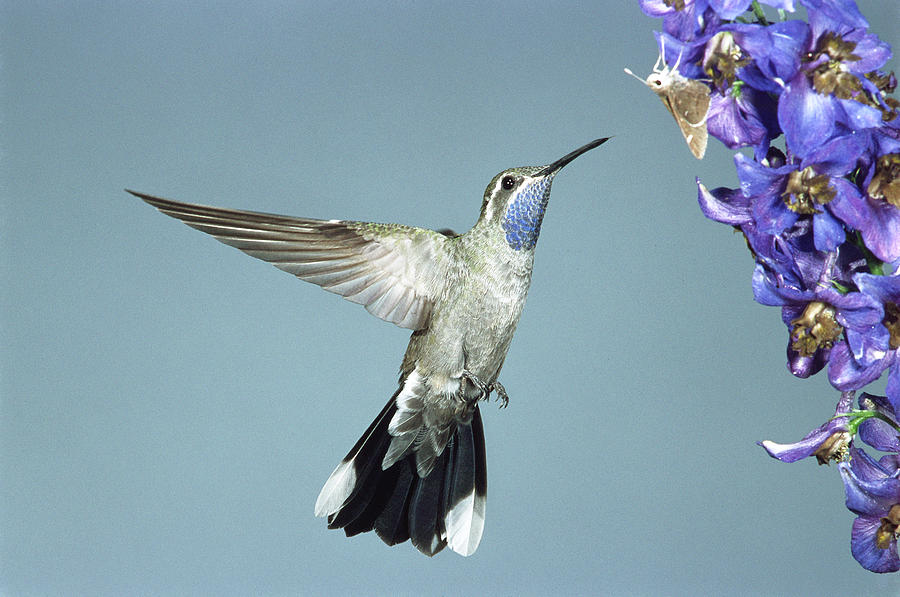 Blue-throated Hummingbird #2 Photograph by Gerald C. Kelley