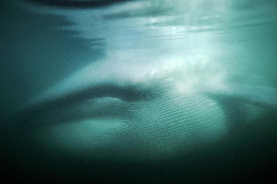 Nature Photograph - Blue Whale #2 by Christopher Swann