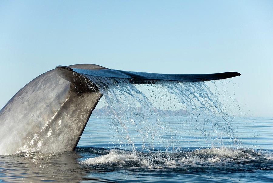 Blue Whale Photograph by Christopher Swann/science Photo Library - Pixels