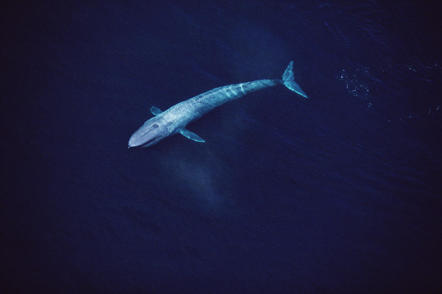 Blue Whale Sea Of Cortez Mexico #2 Photograph by Flip Nicklin