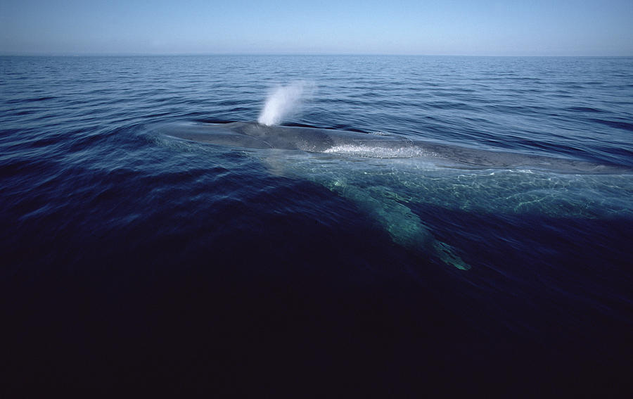 Blue Whale Spouting Sea Of Cortez Mexico #2 Photograph by Flip Nicklin