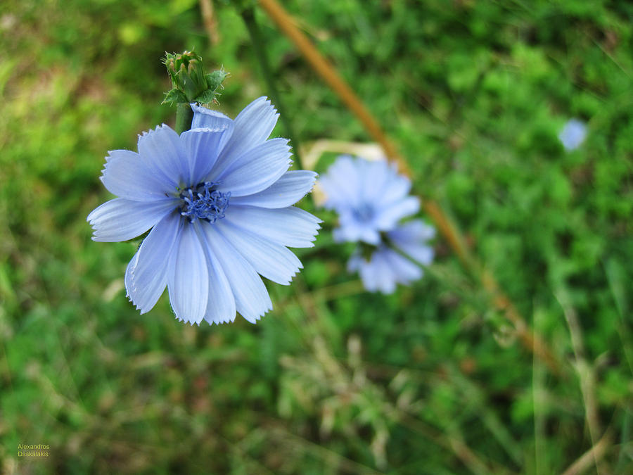 Blue Wild Flower #1 Photograph by Alexandros Daskalakis