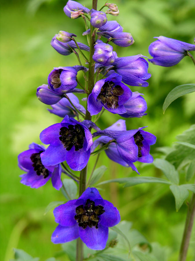 Blue Wildflowers #2 Photograph by Robert Lozen