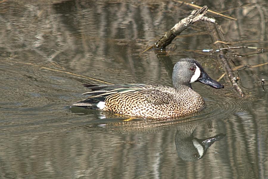Blue-winged Teal #2 Photograph by Bonfire Photography