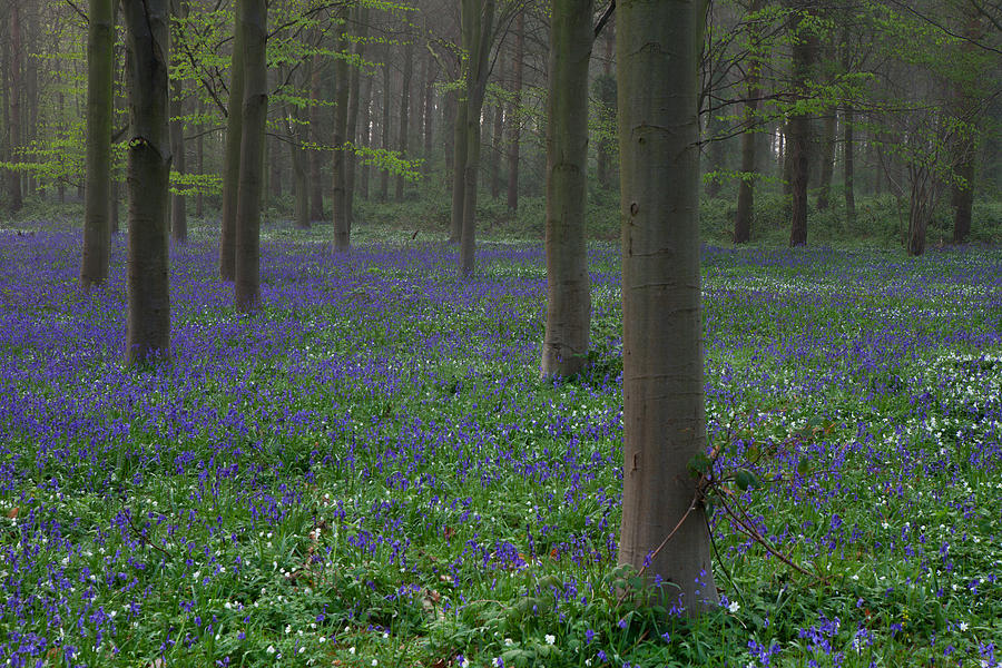 Bluebells in Oxey Wood #2 Photograph by Nick Atkin