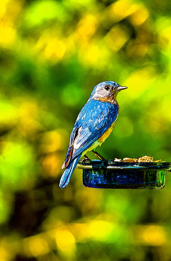 Bluebird #2 Photograph by David Kay