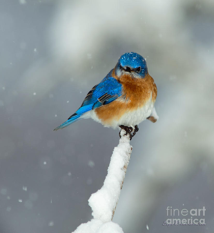 Bluebird in Snow Photograph by Boyd E Van der Laan | Fine Art America