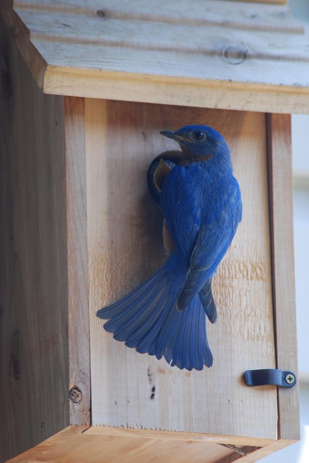 Bluebird of Happiness Photograph by Kenny Glover