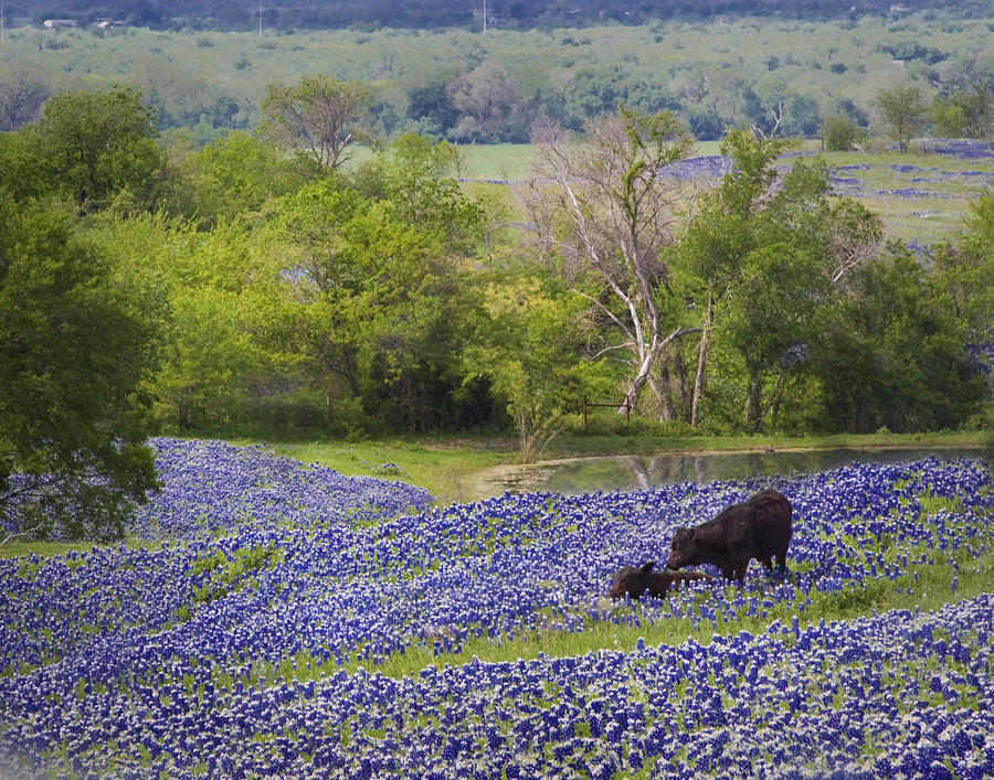 Bluebonnets on the Farm #2 Photograph by David and Carol Kelly