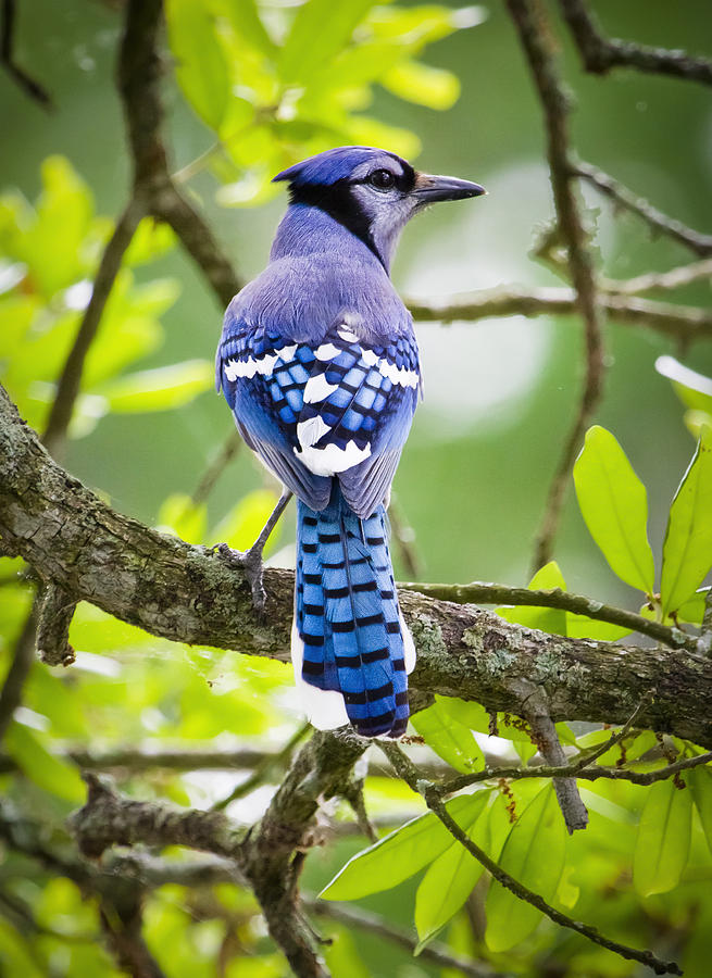 Bird Photograph - Bluejay #2 by Ricky L Jones