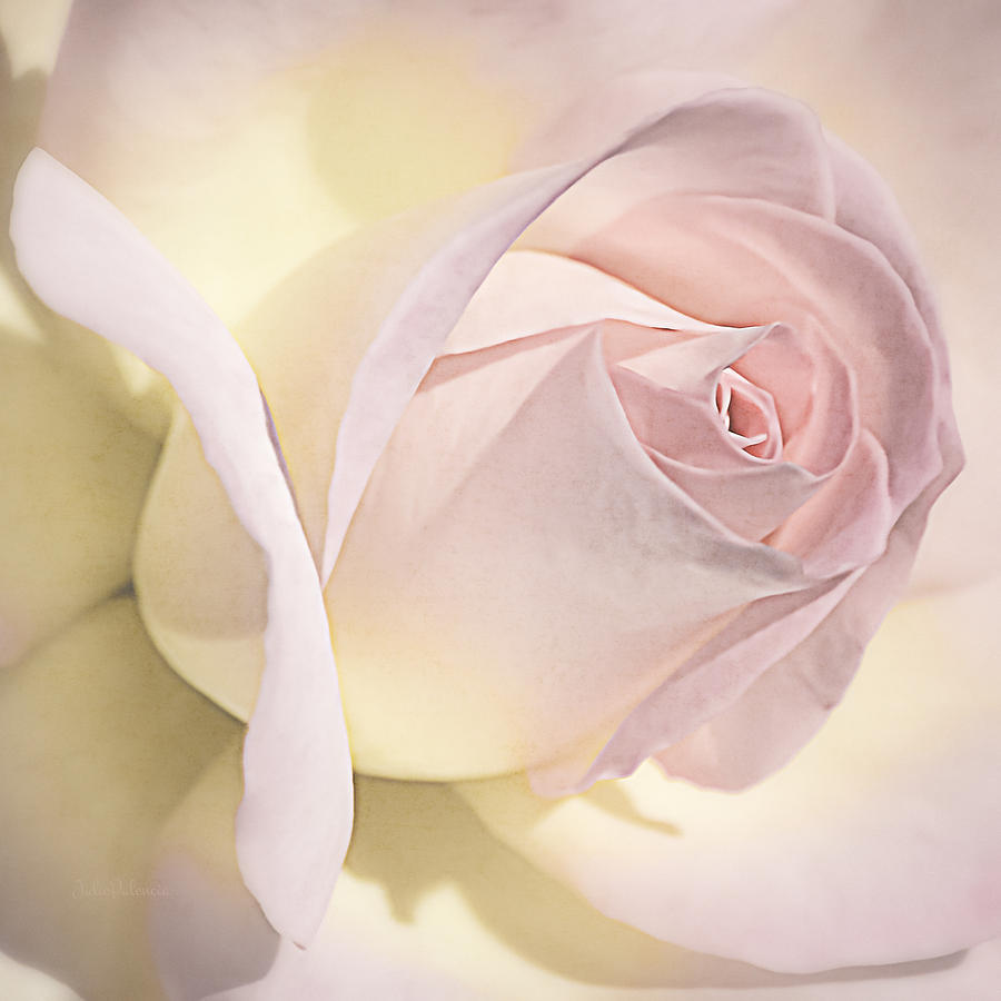 Rose Photograph - Blushing Petals #2 by Julie Palencia