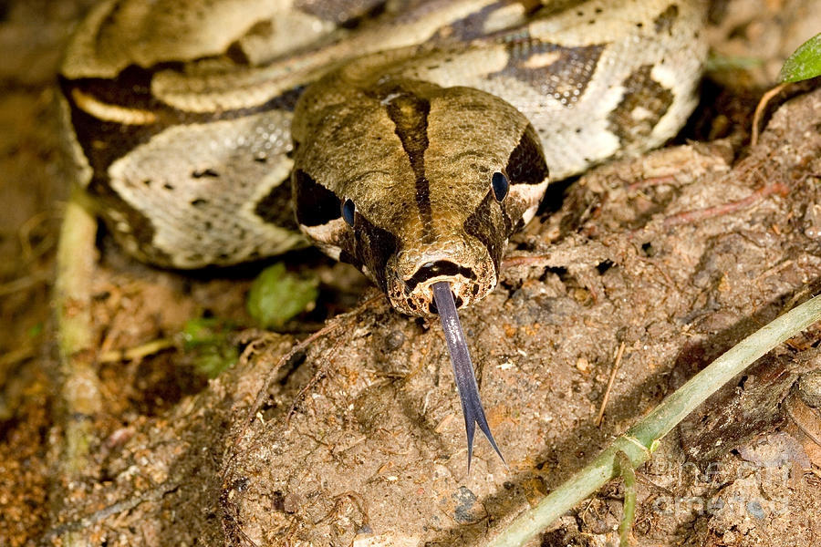 Nature Photograph - Boa Constrictor #2 by Gregory G. Dimijian, M.D.