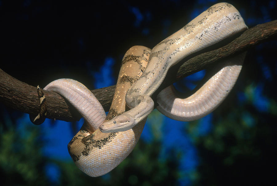 Boa Constrictor Photograph - Boa Constrictor #2 by Steve Cooper