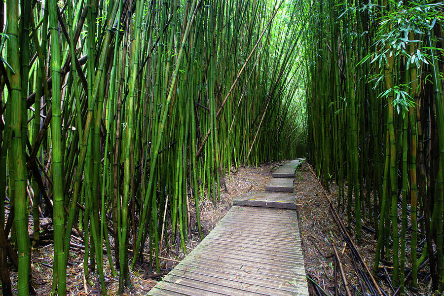 Boardwalk Passing Through Bamboo Trees #2 Photograph by Panoramic Images