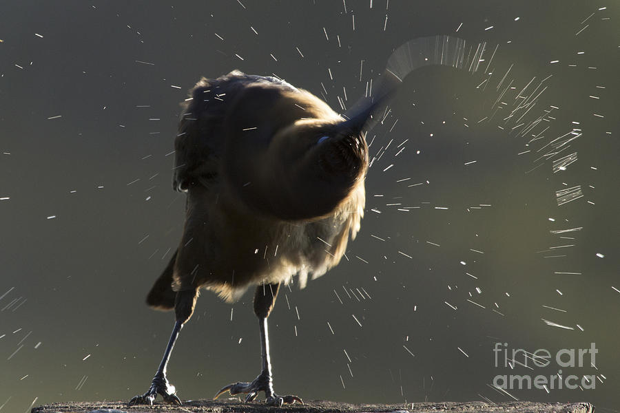 Boat tailed Grackle #1 Photograph by Meg Rousher