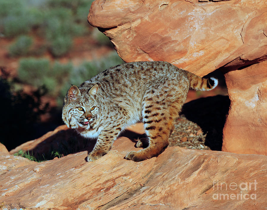 Bobcat Hunting #2 Photograph by Dennis Hammer