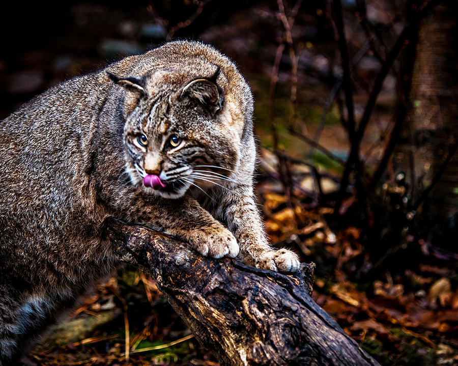Bobcat #2 Photograph by Jim DeLillo