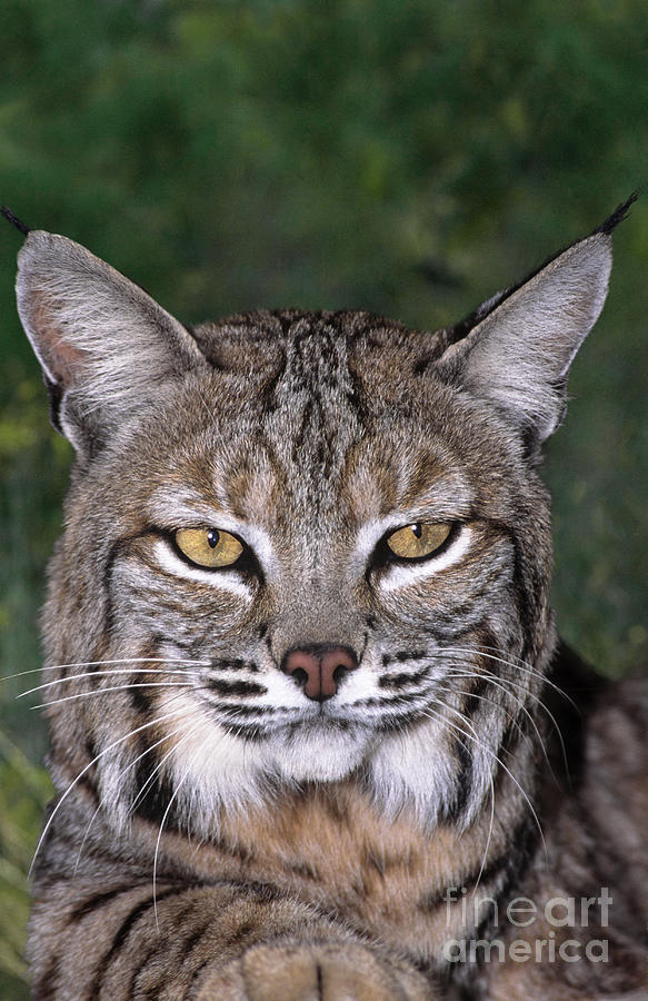 Bobcat Portrait Wildlife Rescue Photograph by Dave Welling