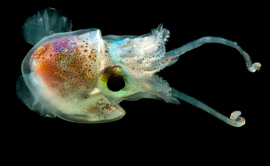 Bobtail Squid Heteroteuthis Dagamensis #2 Photograph by Dant Fenolio