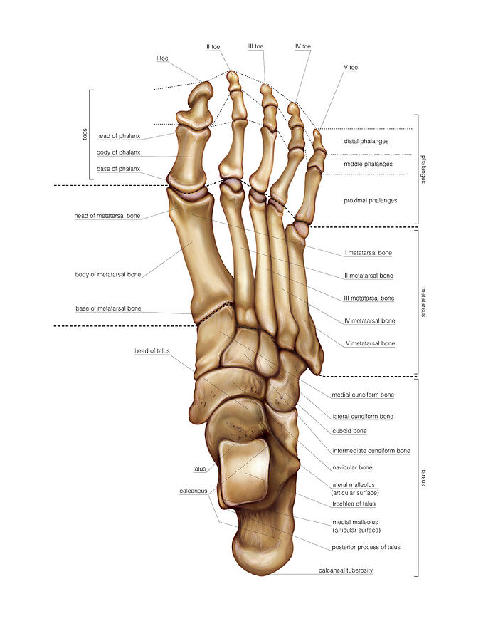 Bones Of The Foot Photograph By Asklepios Medical Atlas Pixels 1635