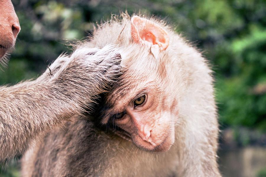 Nature Photograph - Bonnet Macaques #2 by Paul Williams