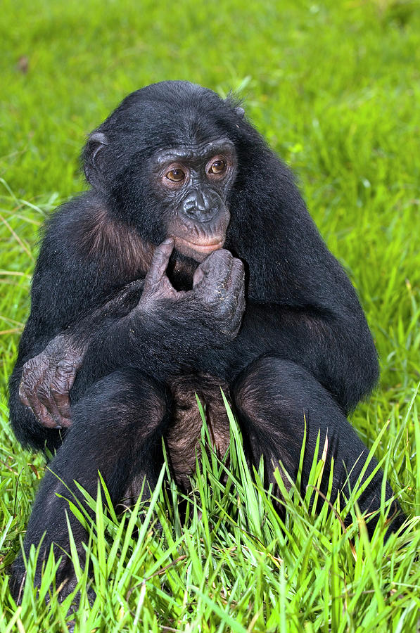 Bonobo Ape #2 Photograph by Tony Camacho/science Photo Library