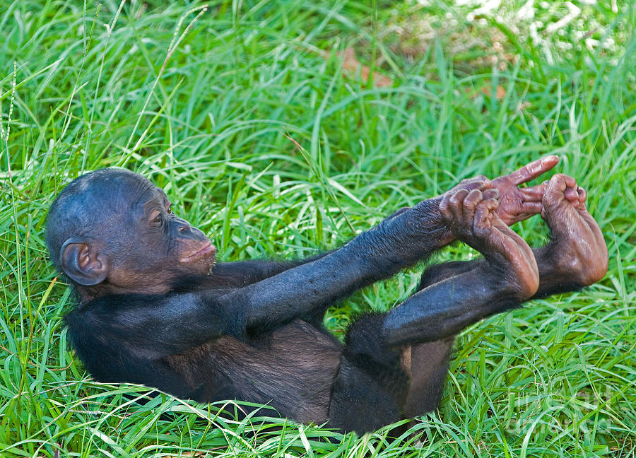 Nature Photograph - Bonobo Baby #2 by Millard H. Sharp