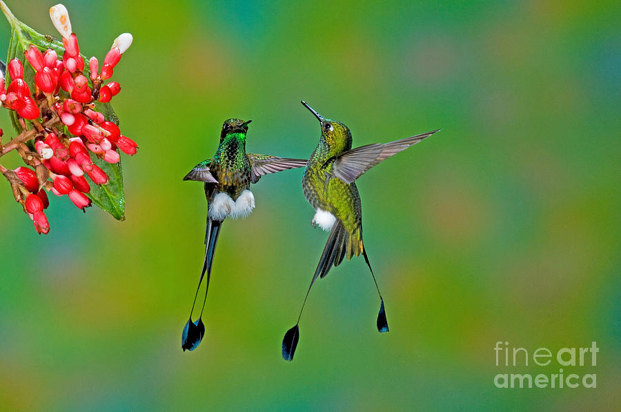 Booted Racket-tail Hummingbird Males #2 Photograph by Anthony Mercieca