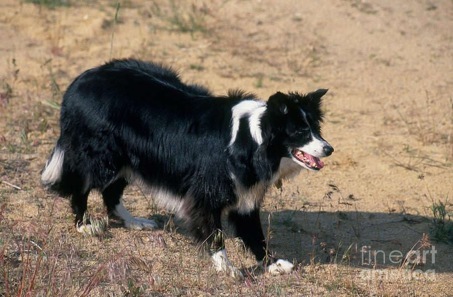 Border Collie #2 Photograph by William H. Mullins