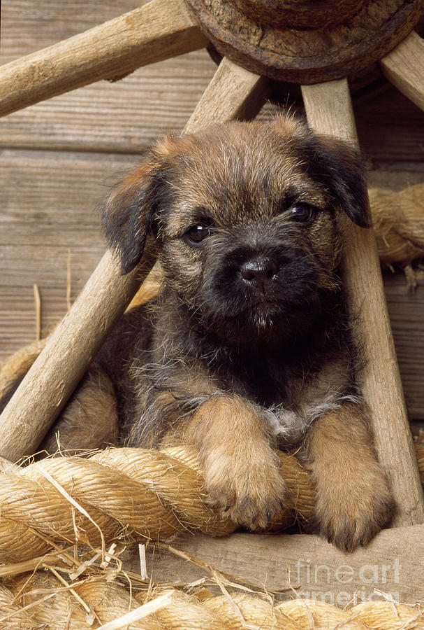 Border Terrier Puppy Dog #2 Photograph by John Daniels
