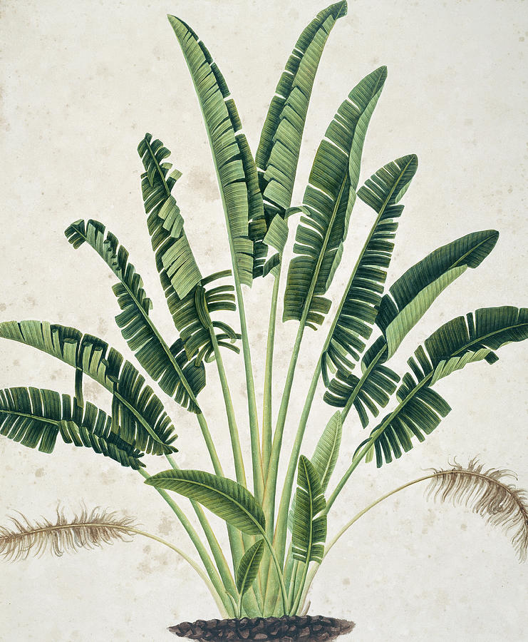 Botanical Illustration #2 Photograph by Natural History Museum, London/science Photo Library