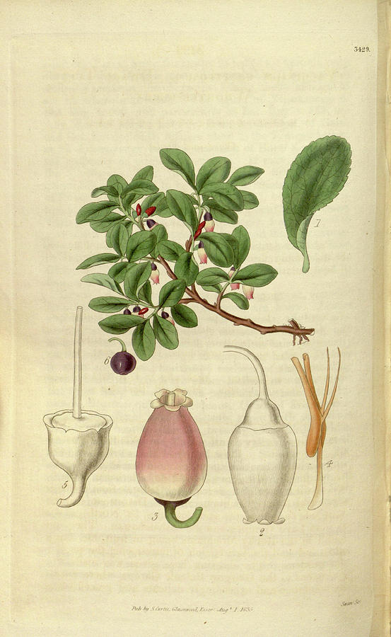 Swan Drawing - Botanical Print Or English Natural History Illustration #2 by Quint Lox