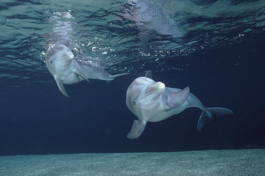 Bottlenose Dolphin  Pair Hawaii #2 Photograph by Flip Nicklin