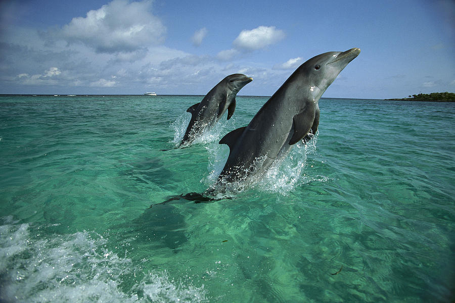 Bottlenose Dolphin Pair Leaping Honduras Photograph by Konrad Wothe