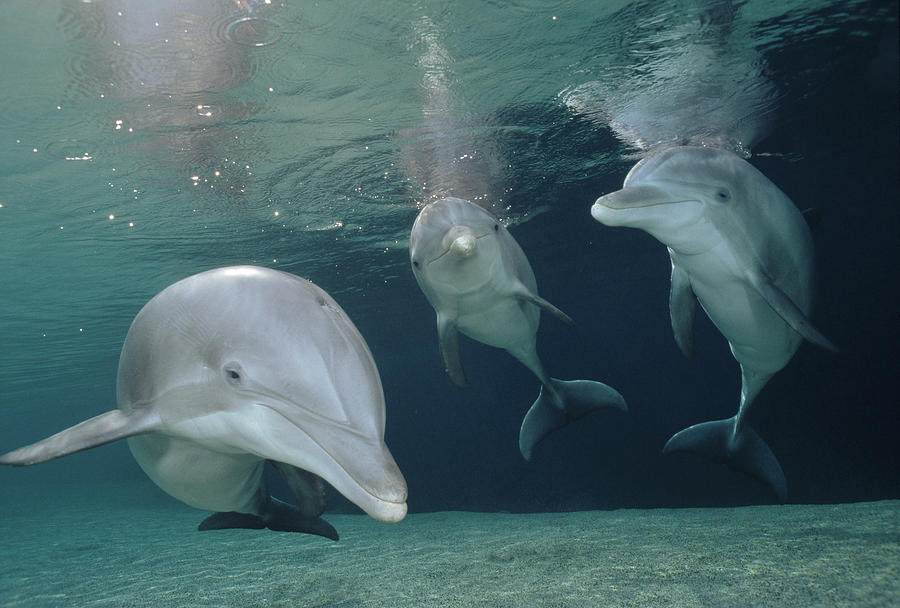 Bottlenose Dolphin  Trio Hawaii #2 Photograph by Flip Nicklin