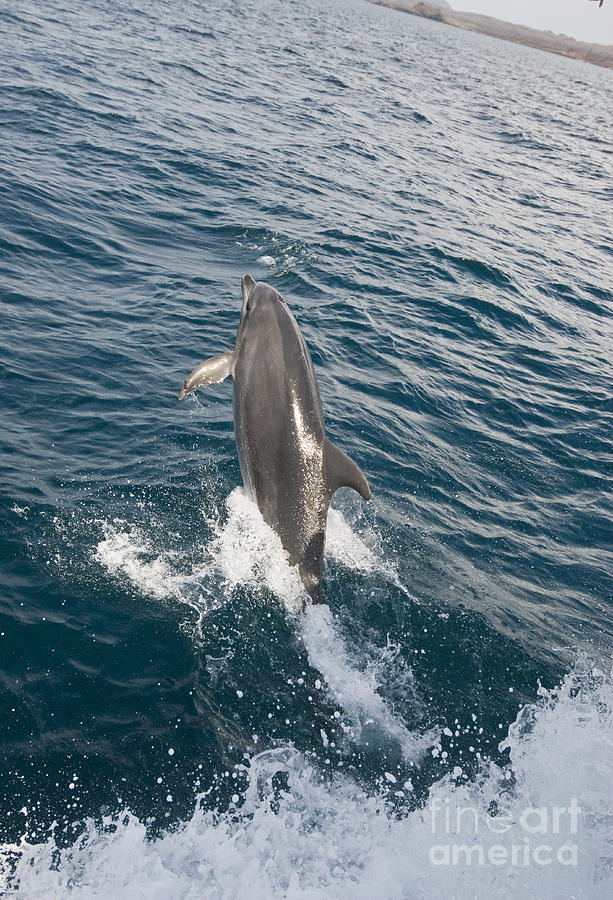 Bottlenose Dolphin #2 Photograph by William H. Mullins