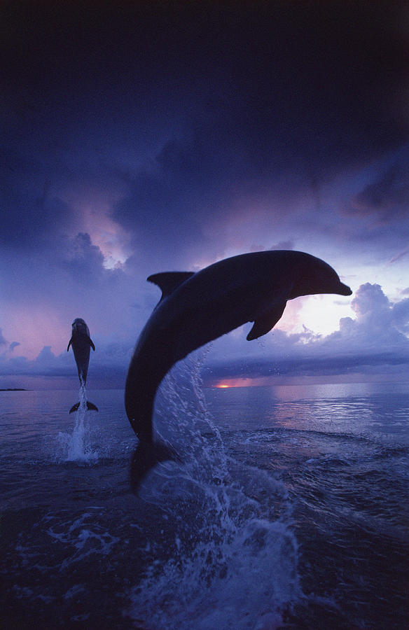 Bottlenose Dolphins #2 Photograph by F. Stuart Westmorland